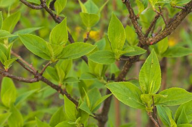 Bir çalılığın dallarında parlak yeşiller