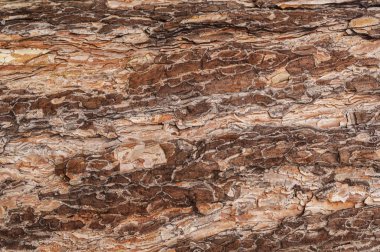 Özgün bir deseni olan desenli çam ağacı kabuğu.