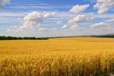 Olgun buğday ve mavi gökyüzü bulutlu