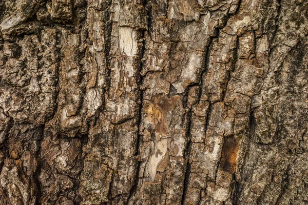 Textur Rinde Eines Alten Walnussbaums — Stockfoto