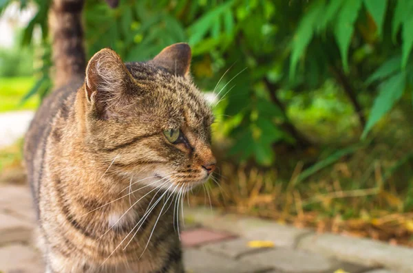 Kedi yeşilliğin arka planında yürüyor.