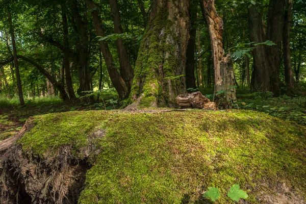 Ένα Λοφάκι Στο Δάσος Φωτισμένο Από Τον Ήλιο — Φωτογραφία Αρχείου