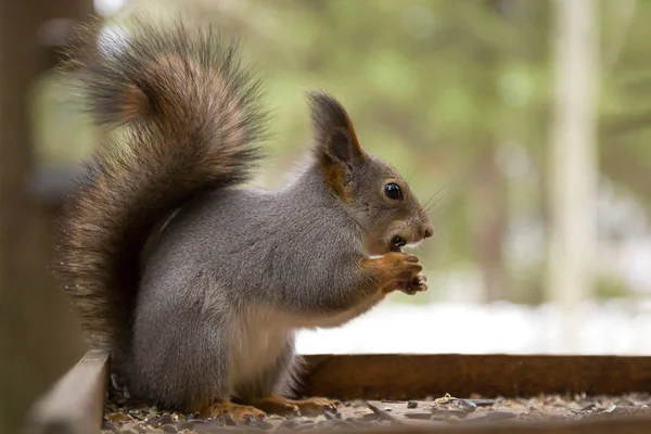Besleyici yalak üzerinde oturan ve kış orman içinde tohum beslenme şirin kırmızı squirrrel 