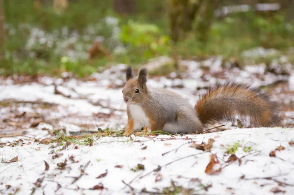 Niedliches Rotes Eichhörnchen Sitzt Auf Einem Schnee Winterwald lizenzfreie Stockbilder