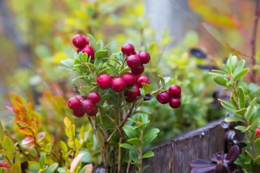 Red ripe lingonberry or cowberry on natural forest background in autumn season clipart
