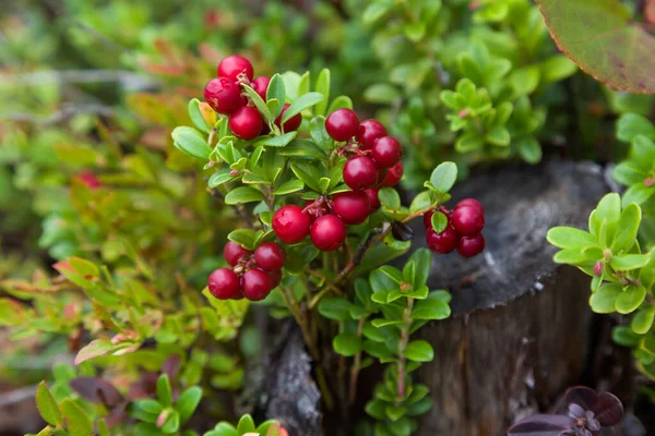 Rote Reife Preiselbeere Oder Preiselbeere Auf Natürlichem Waldhintergrund — Stockfoto