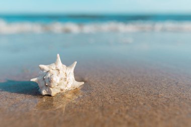 Arka planda kum olan deniz kabuğunun oldukça yakın çekimi. Boşluğu kopyala. Tatiller ve tatil konsepti. Rahatla ve kaplıcaya git. Seyahat ve yaz geçmişleri. Yaz zamanı. Sancaklar. Yaz tatili kavramı.