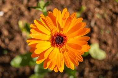 Yumurta, patates ve pastırmadan yapılmış ev yapımı İspanyol omleti. Geleneksel İspanyol mutfağı. Gıda ve gastronomi konsepti. Ev yapımı. Geleneksel. Boşluğu kopyala.