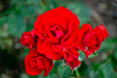 Yumurta, patates ve pastırmadan yapılmış ev yapımı İspanyol omleti. Geleneksel İspanyol mutfağı. Gıda ve gastronomi konsepti. Ev yapımı. Geleneksel. Boşluğu kopyala.