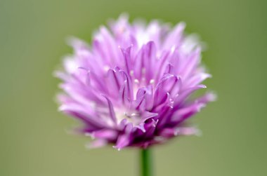 Tek mor bitki çiçeği, allium schoenoprasum, izole edilmiş Chive, bulanık yeşil arka plan