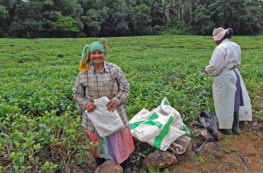 Eylül 7, 2010, Bois Cheri, Mauritius. Moritanyalı kadın çay tarlalarında çalışırken kameraya dostça gülümsüyor.
