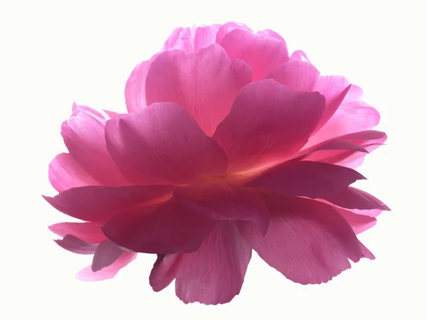 Pink peony isolated on white