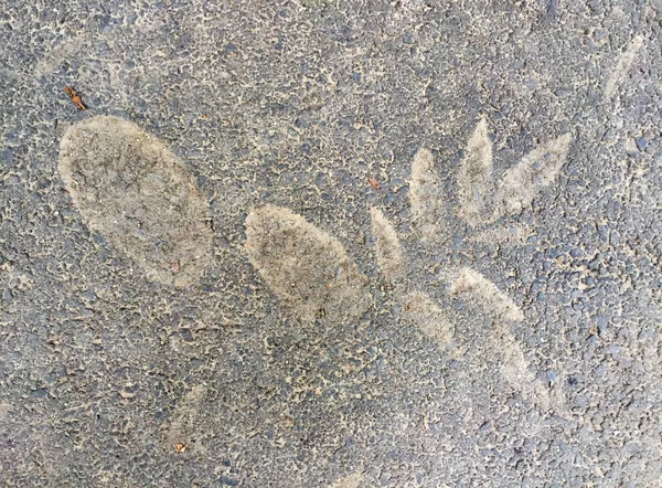 Leaf Imprint Asphalt — Stock Photo, Image