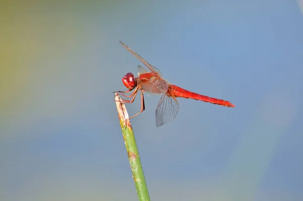 Libélula Roja Sobre Tallo Planta Verde —  Fotos de Stock