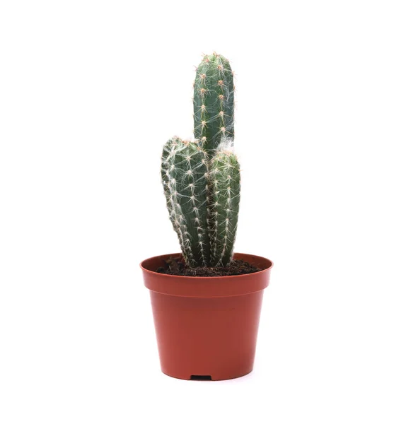 Cactus op een witte achtergrond van boven. — Stockfoto