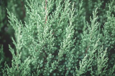 Yeşil Noel ağacı orman dokusunda tatilde makroda