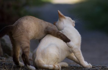 Kediler sokakta eğleniyor.