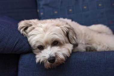 Köpek mavi kanepede yatıyor.