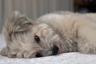 Köpek beyaz yatakta yatıyor.