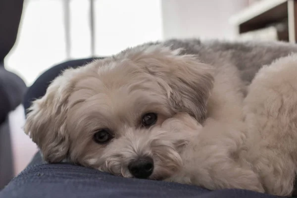 Perro acostado en el sofá azul — Foto de Stock