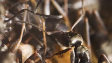 Doğadaki vahşi karıncalara yakın.
