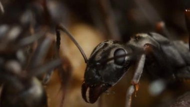 Siyah karınca, aşırı yakın çekim, karınca yuvası Başkanı