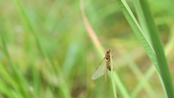 fourmi quenn sur une herbe, première mouche 
