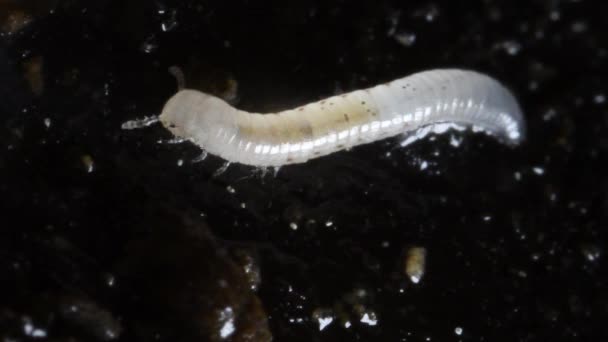 Young Millipedes Ground Diplopoda Miriapoda Lambro River Lambro Valley Regional — Αρχείο Βίντεο