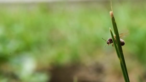 Königin Ameise Geflügelt Flügel Gras Formica Rufa Insekt Gran Paradiso — Stockvideo