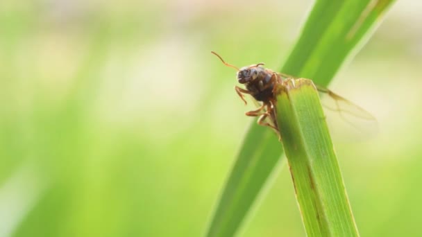 Hormigas Reinas Una Hierba Primera Mosca Hormigas Aladas Reinas Hormigas — Vídeo de stock