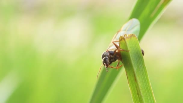 Hormigas Reinas Una Hierba Primera Mosca Hormigas Aladas Reinas Hormigas — Vídeo de stock