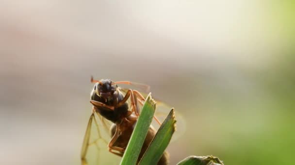 Karıncalar Çimenlerin Üzerinde Ilk Uçan Karınca Kraliçeleri Kanatlı Kraliçe Kanatlı — Stok video