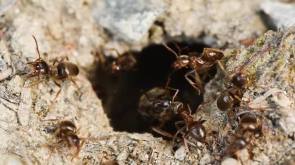Hormigas Entrada Hormiguero Las Hormigas Reina Los Trabajadores — Vídeos de Stock