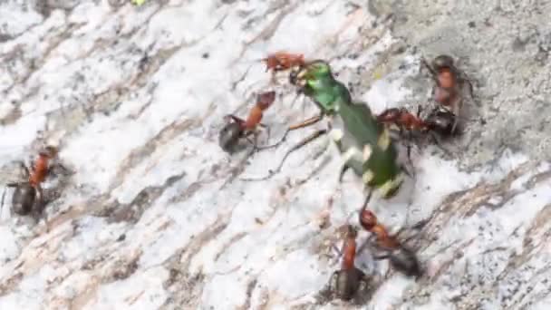 Röda Myror Attack Ant Röd Myra Tiger Skalbagge Grön Tiger — Stockvideo