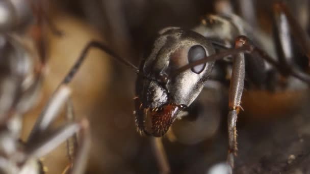 Chef För Black Ant Extrem Närbild — Stockvideo