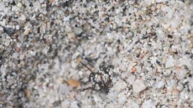 Antlion, karınca-aslan, karınca aslan, larva, larva, larva, yırtıcı, Myrmeleontidae, Myrmeleon formicafius, kum, karınca, karınca, larva avı böceği, nehir, Ticino Nehri, Pavia, İtalya,