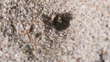 antlion larva yırtıcı bir böcek, karınca aslan, karınca, kum, plaj, böcek, neuroptera, Ticino nehir, İtalya