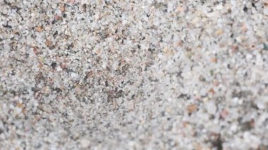 antlion larva waitig bir böcek olduğunu