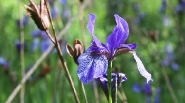 Iris sibirica, Sibirya iris, Sibirya bayrak, Ticino Nehri bölge Parkı, İtalya,