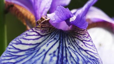 karınca, Iris sibirica, Sibirya iris, Sibirya bayrak, cins Iris, rhizomatous, otsu, çok yıllık, 