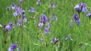 Iris sibirica, Sibirya iris, Sibirya bayrak, cins Iris, rhizomatous, otsu, çok yıllık,  