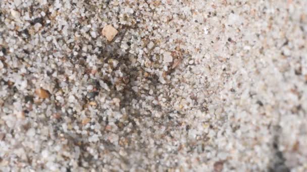Antlion Myrlejon Myrlejon Larv Larver Rovdjur Myrmeleontidae Myrmeleon Formicafius Sand — Stockvideo