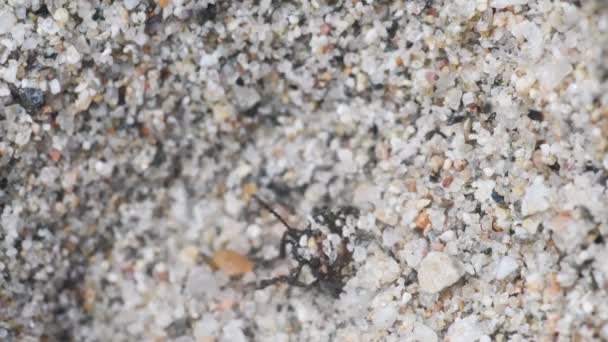 Antlion Ameisenlöwe Ameisenlöwe Larve Larven Raubtier Myrmeleontidae Myrmeleon Formicafius Sand — Stockvideo