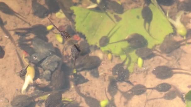 Tadpoles Clear Pond Water — Stock Video