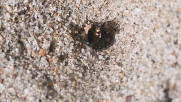 Antlion Larwa Jest Żerujących Owadów Lew Mrówka Ant Piasek Plaża — Wideo stockowe