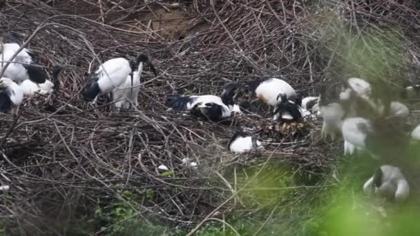 Ibis Posvátný Threskiornis Aethiopicus Pták Pelecaniformis Itálie Piemonte Kolonie — Stock video