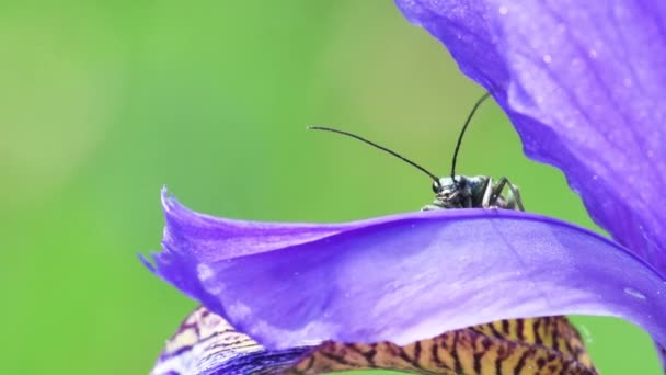 Bandeira Siberiana Íris Sibirica Íris Siberiana Oedemera Nobilis Coleoptera Flor — Vídeo de Stock