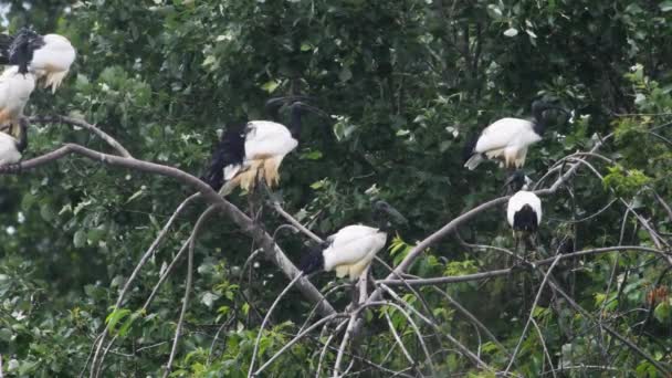 ibis sacré africain, Threskiornis aethiopicus, oiseau, colonie 