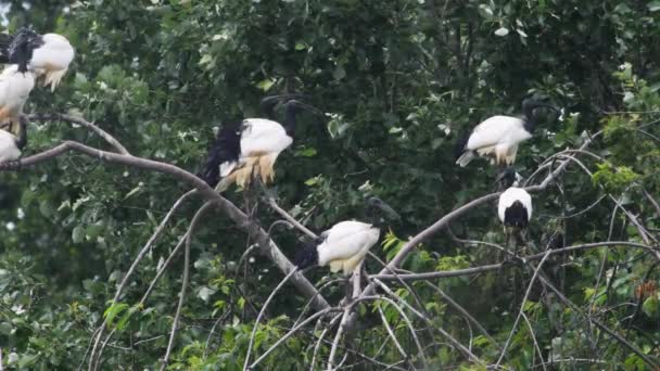 Ibis Czczony Threskiornis Aethiopicus Ptak Kolonia — Wideo stockowe