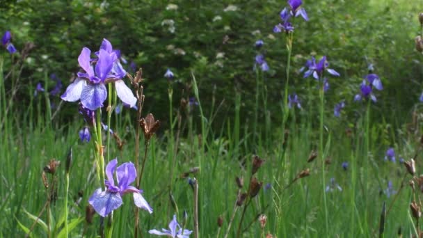 Íris Sibirica Íris Siberiana Bandeira Siberiana Género Iris Rizomatoso Herbáceo — Vídeo de Stock